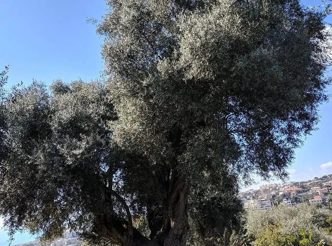 Palais Ophelia דירה ניס